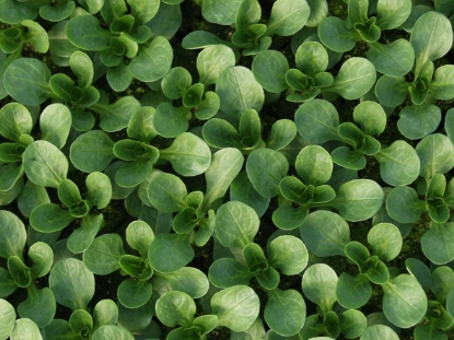 Picture of Organic Corn Salad Vit