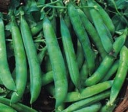 Picture of Organic Pea Kelvedon Wonder