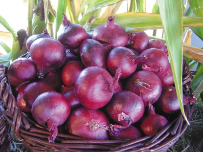 Picture of Onion North Holland Blood Red