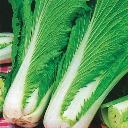 Picture of Chinese Cabbage Wong Bok