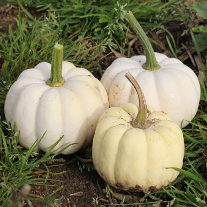 Picture of Pumpkin Casperita F1