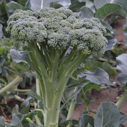 Picture of Calabrese (Broccoli) Hirza F1