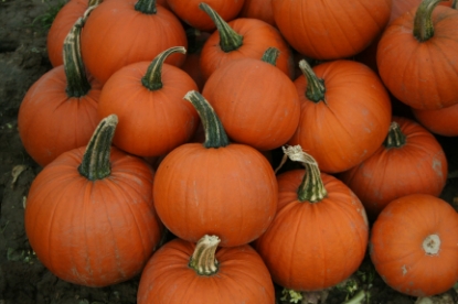 Picture of Pumpkin Mars F1