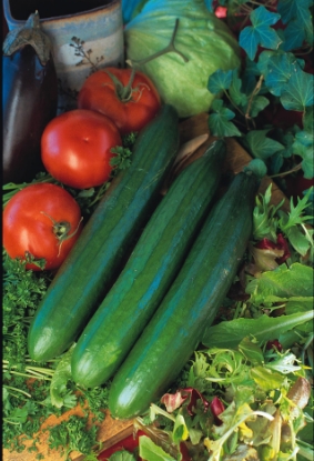 Picture of Cucumber Telegraph Improved