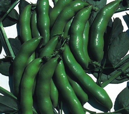Picture of Broad Bean The Sutton Dwarf
