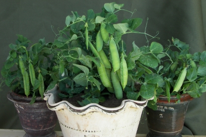 Picture of Pea Tom Thumb (Half Pint)