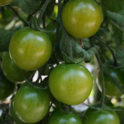 Picture of Tomato Sungreen F1