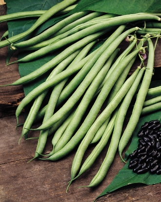 Picture of Organic Climbing French Bean Cobra