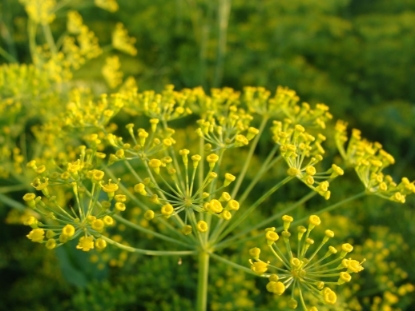 Picture of Dill Mammoth