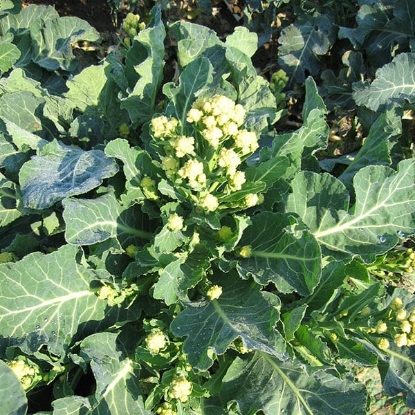 Picture of Broccoli Sprouting Burbank F1