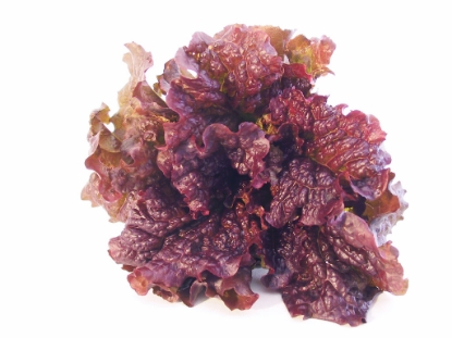 Picture of Organic Lettuce Gilaad (Lry)
