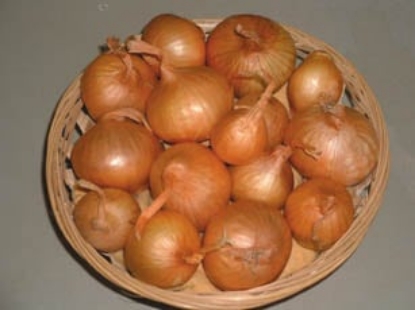 Picture of Yellow Moon Shallot Sets