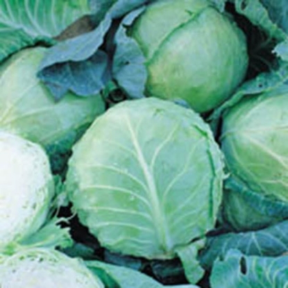 Picture of Cabbage Holland Late Winter
