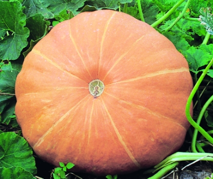 Picture of Pumpkin Hundredweight (Trailing)