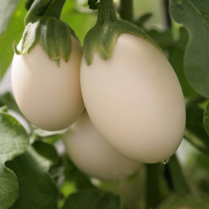 Picture of Aubergine Ancona F1