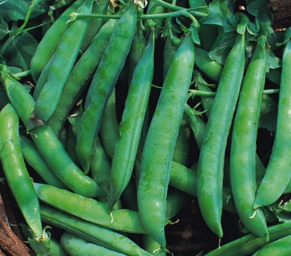Picture of Pea Kelvedon Wonder