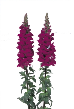 Picture of Antirrhinum Admiral Crimson F1
