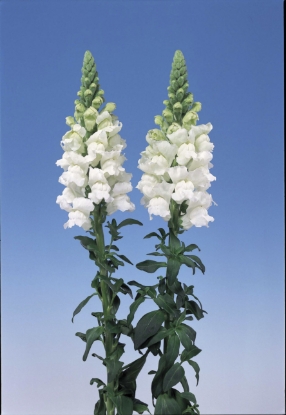 Picture of Antirrhinum Admiral White F1