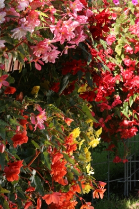 Picture of Begonia Chanson Mixed F1