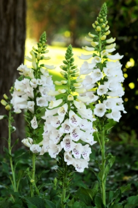 Picture of Digitalis (Foxglove) Dalmation F1 White