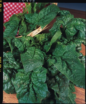 Picture of Organic Spinach Giant Winter