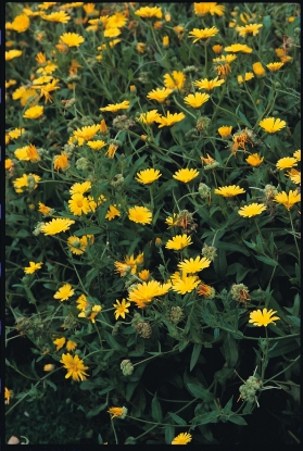 Picture of Organic Marigold Pot