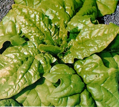 Picture of Organic Spinach Matador