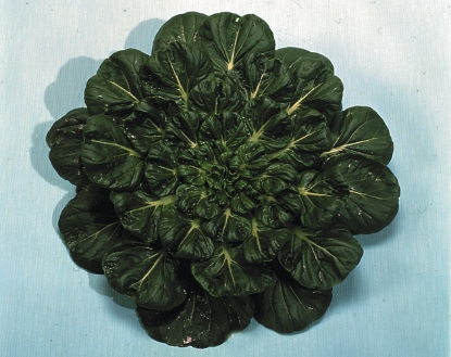 Picture of Organic Pak Choi Tatsoi