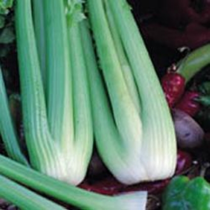 Picture of Organic Celery Utah