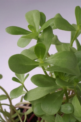 Picture of Purslane Green