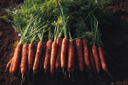 Picture of Carrot Nairobi F1
