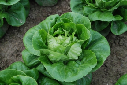 Picture of Organic Lettuce Maureen