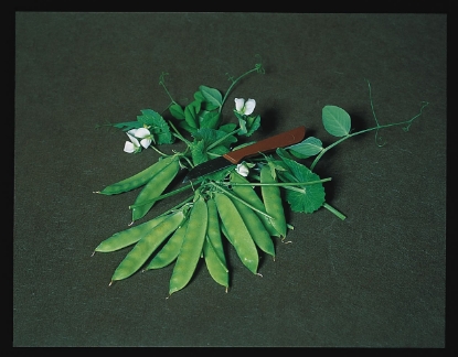 Picture of Organic Pea Norli