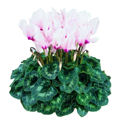 Picture of Cyclamen Latinia Mix F1