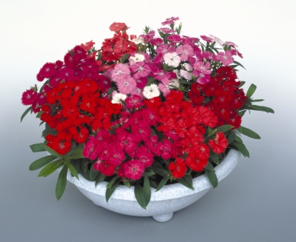 Picture of Dianthus Diamond Mixed F1