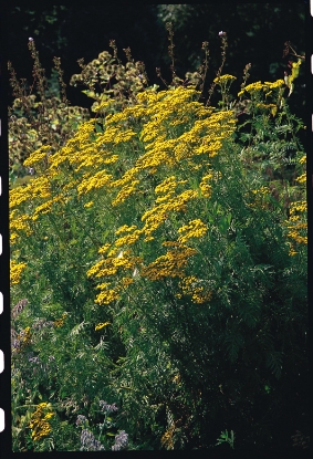 Picture of Tansy