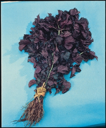 Picture of Perilla Shiso Red