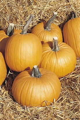 Picture of Pumpkin Tom Fox