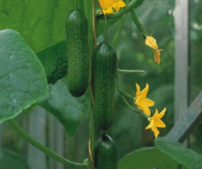 Picture of Cucumber Passandra F1