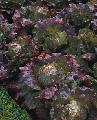 Picture of Organic Lettuce Marvel Of Four Seasons