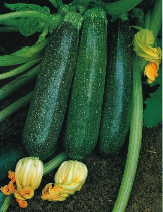 Picture of Organic Squash Nero Di Milano