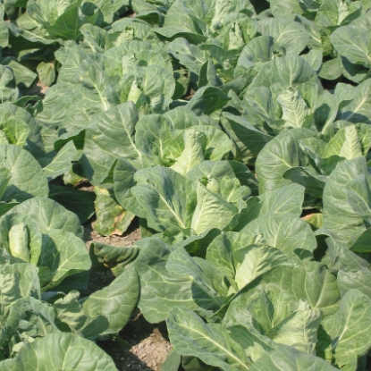 Picture of Cabbage Regency F1