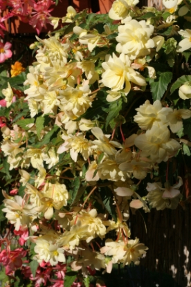 Picture of Begonia Chanson Creamy Yellow F1