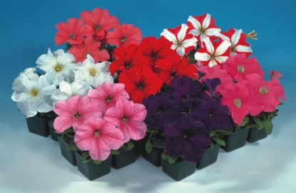 Picture of Petunia - Eagle Mixed F1
