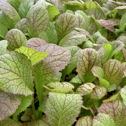 Picture of Mustard Red Giant