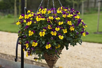Picture of Pansy Freefall Purple Wings F1