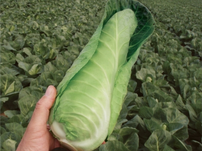 Picture of Cabbage Dutchman F1