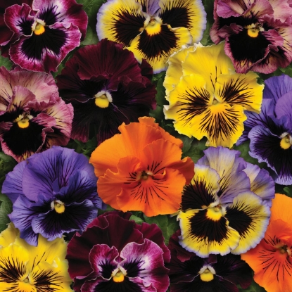 Picture of Pansy Frizzle Sizzle Mixed F1