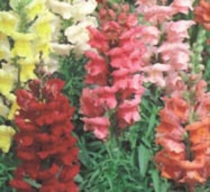 Picture of Antirrhinum Sonnet Series Mixed F1