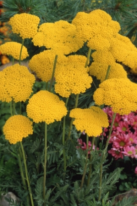 Picture of Achillea - Fillipendula Cloth Of Gold